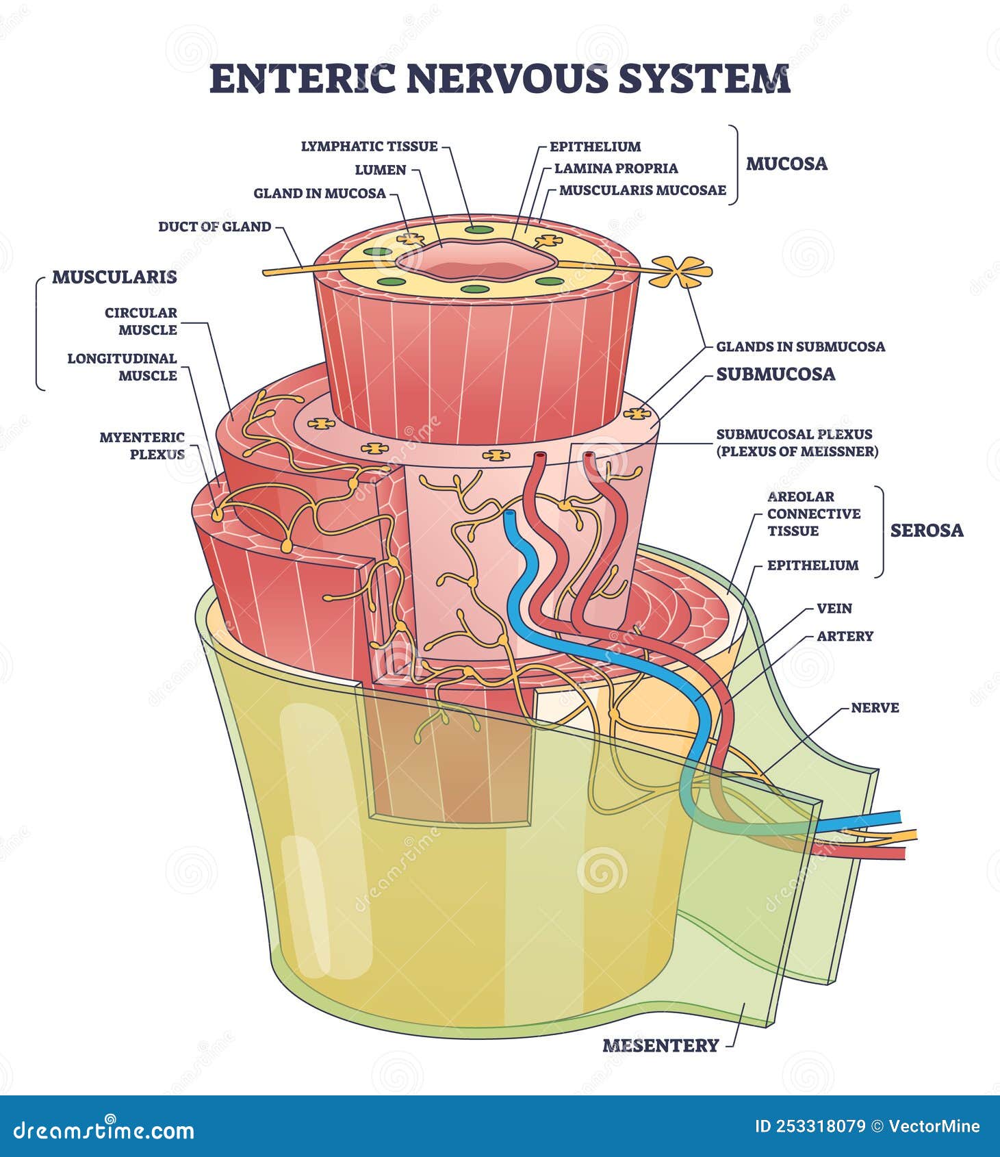 enteric nervous system or ens intrinsic autonomic anatomy outline diagram