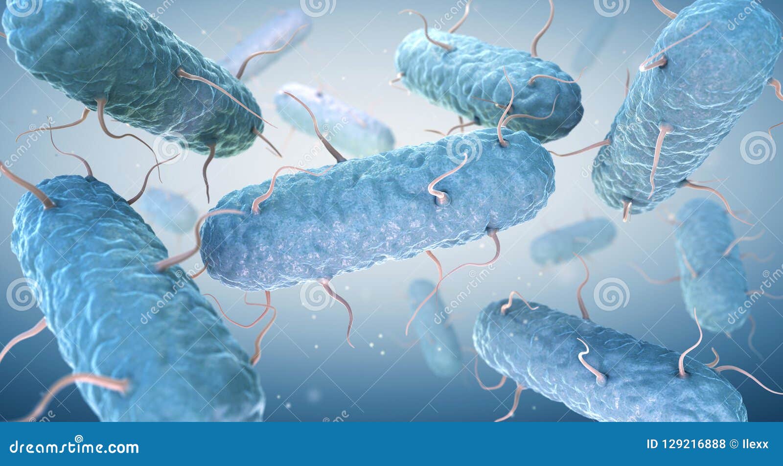 enterobacteria. enterobacteriaceae are a large family of gram-negative bacteria