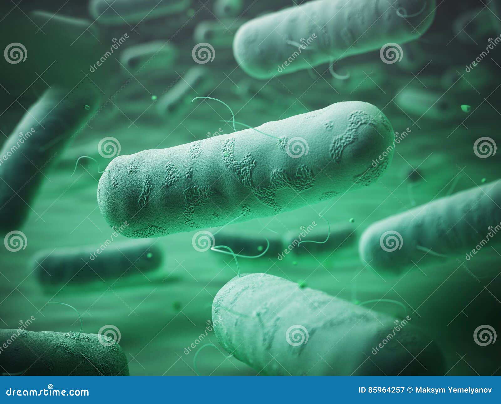 enterobacteriaceas. gram-negative bacterias escherichia coli, sa