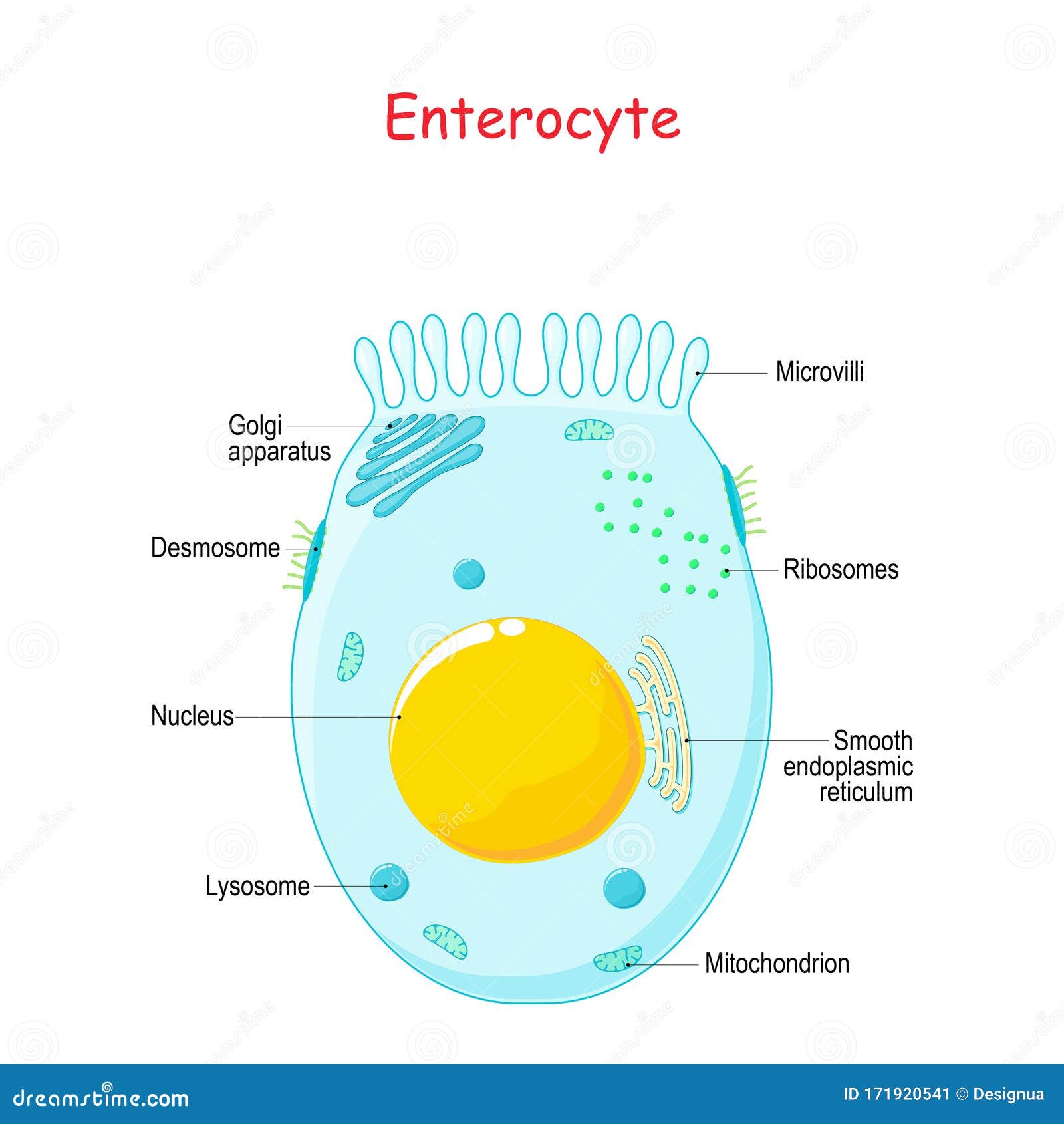 enterocyte. structure of the intestinal absorptive epithelial cell with microvilli