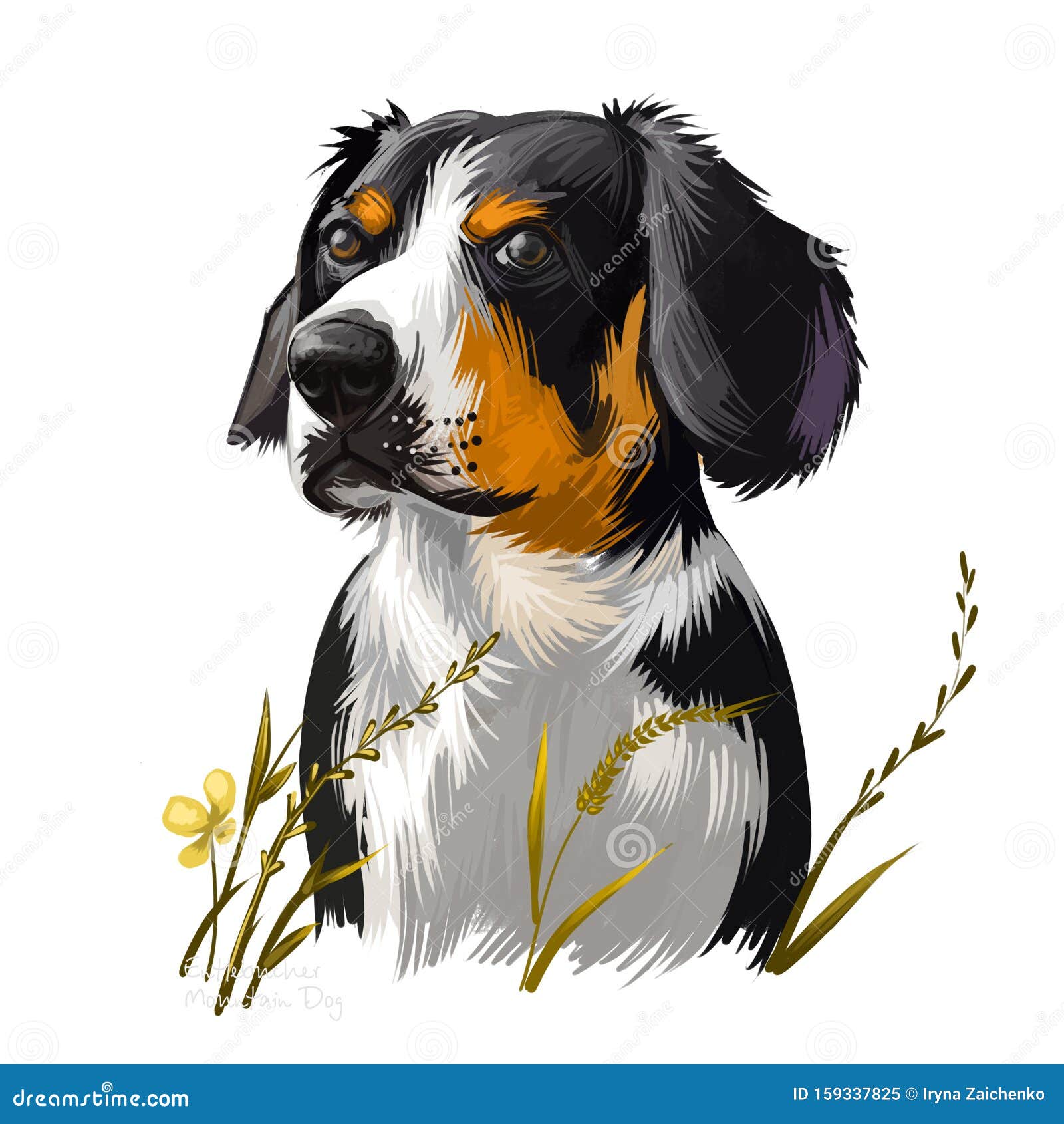 Entlebucher Mountain Dog, Entlebucher Sennenhund Dog Digital Art Illustration Isolated on White Background. Switzerland Stock Illustration - Illustration of drawn, friend: 159337825