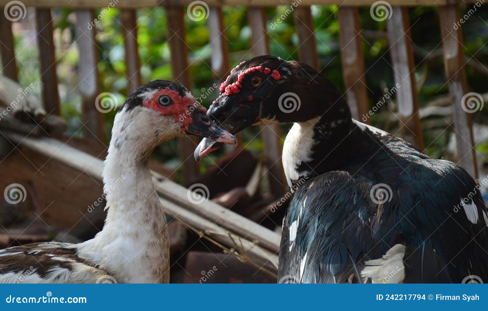 entog duck type poultry in indonesia