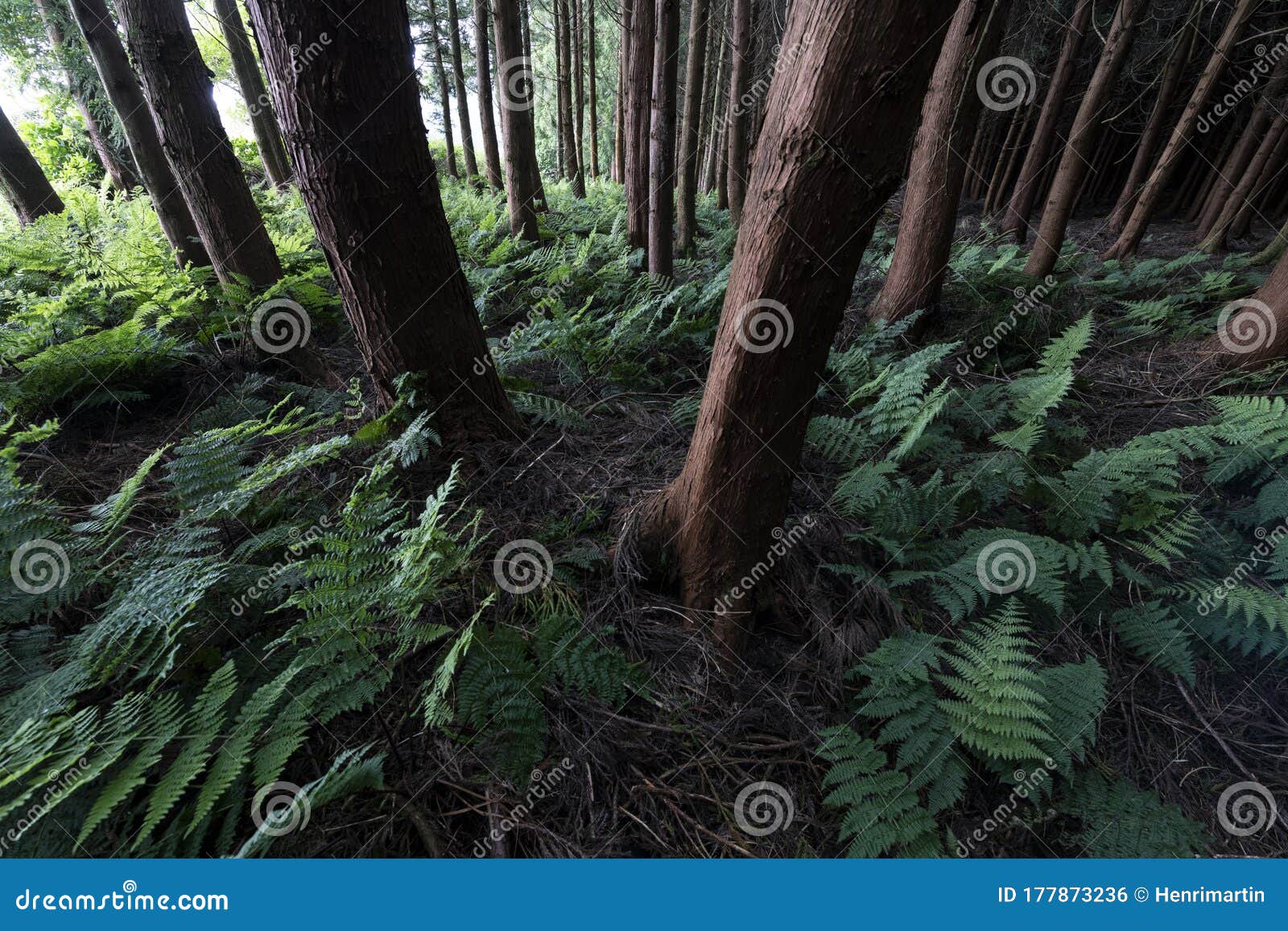entrance of the dark forest at terceira island, azores