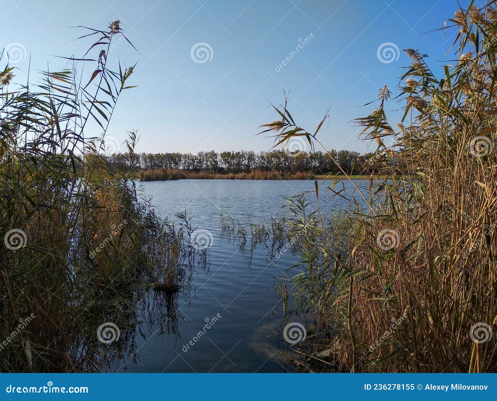 Entrance To the Lake through the Reeds Stock Image Image of land