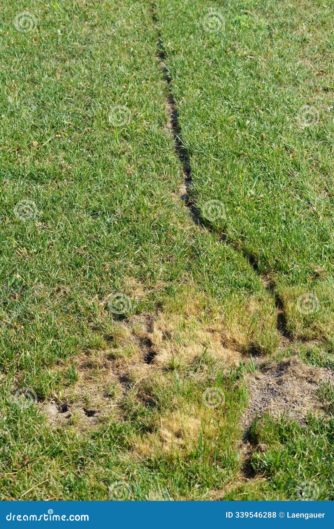 entrance to mouse holes wit a huge trodden path