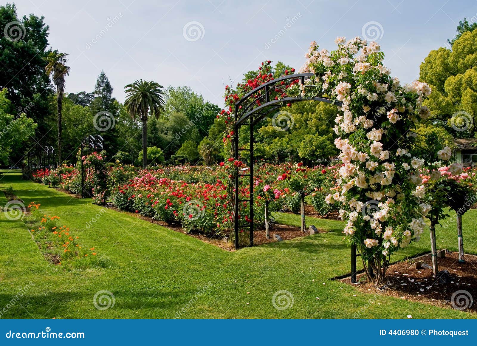 Entrance To Rose Garden Stock Photo Image Of Purple Blooming