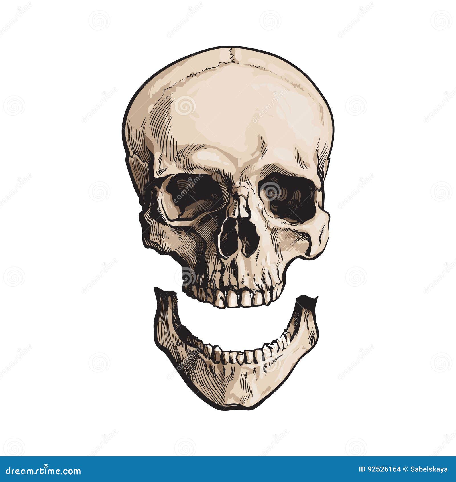 Esboço de anatomia da mandíbula humana, ilustração vetorial no fundo branco