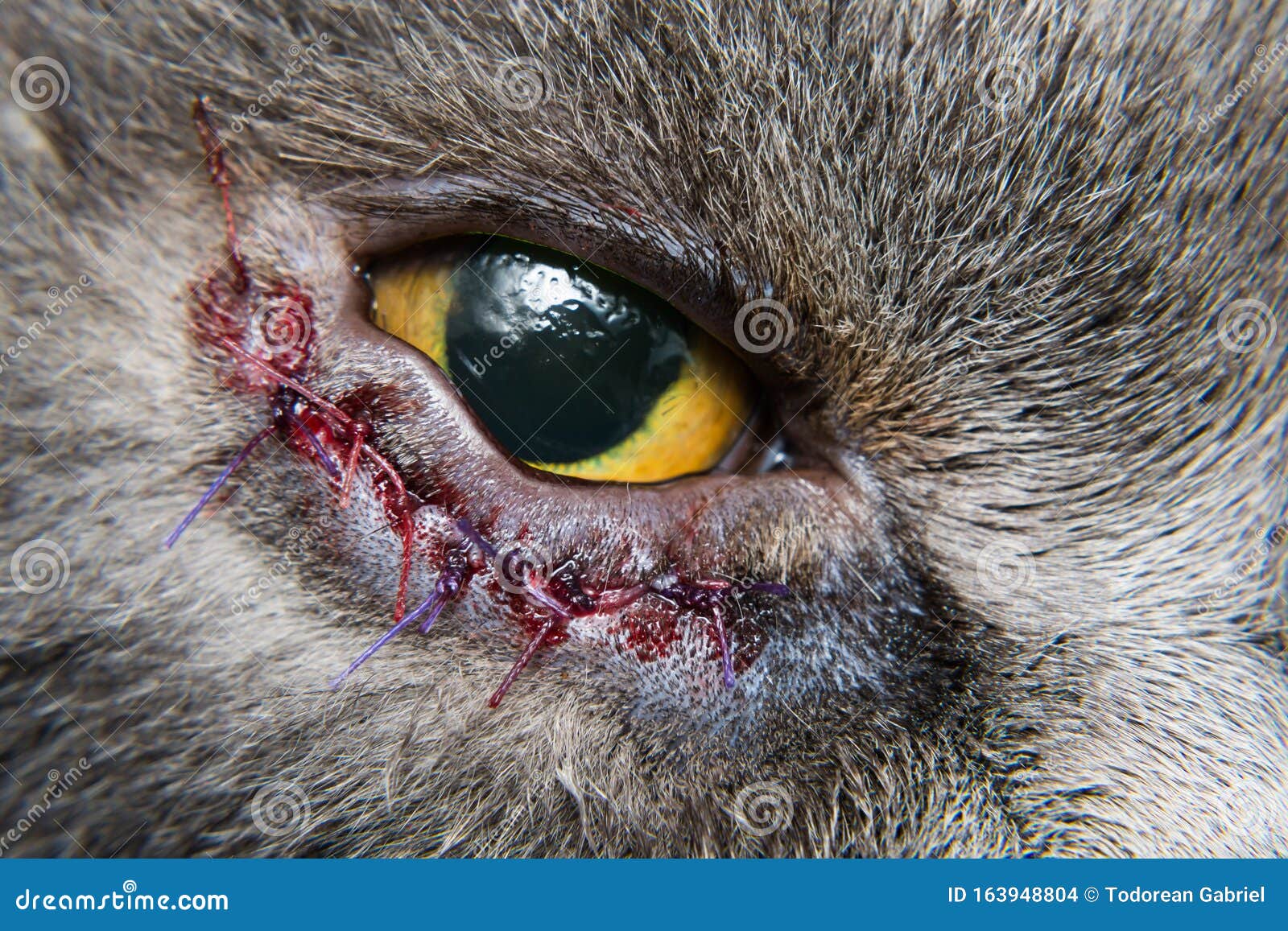 Entropion Surgery In British Shorthair Cat Breed Stock Photo Image Of Shorthair Breed 163948804
