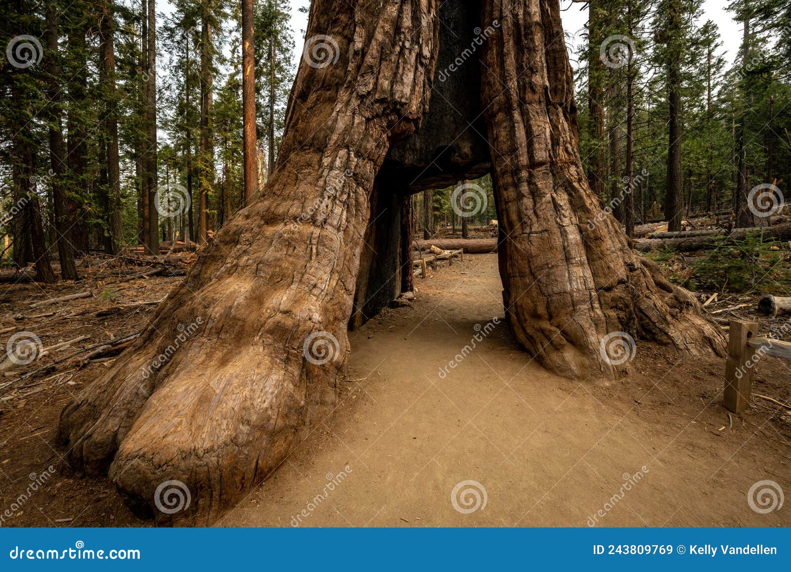 entry to the tunnel tree in mariposa grove