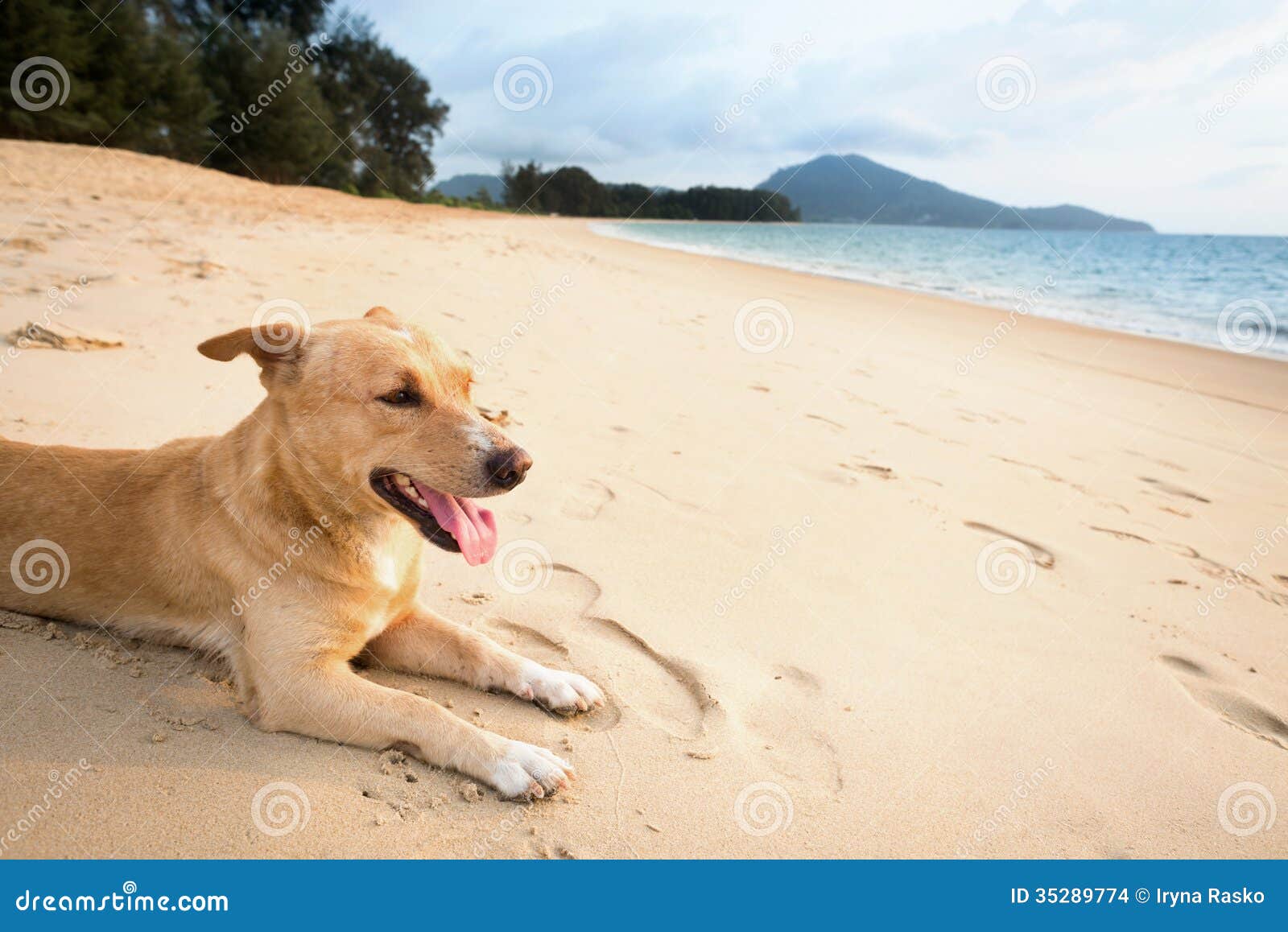 Entspannter Hund Auf Tropischem Strand Stockfoto Bild von braun