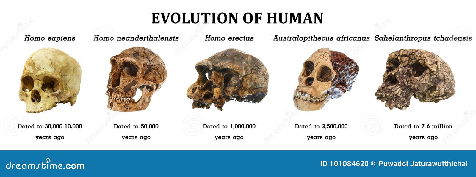 Homo Erectus Linea Del Tiempo