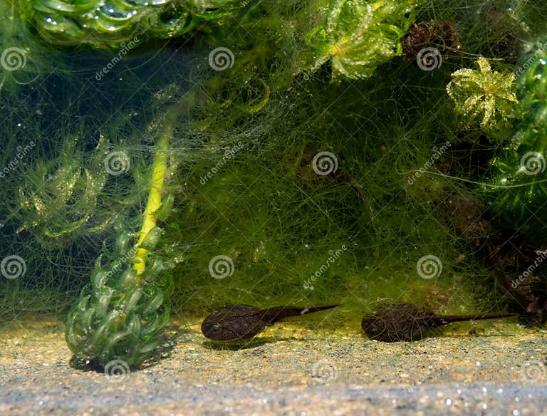 Entwicklung Von Kaulquappen in Einem Teich. Stockbild Bild von kröte