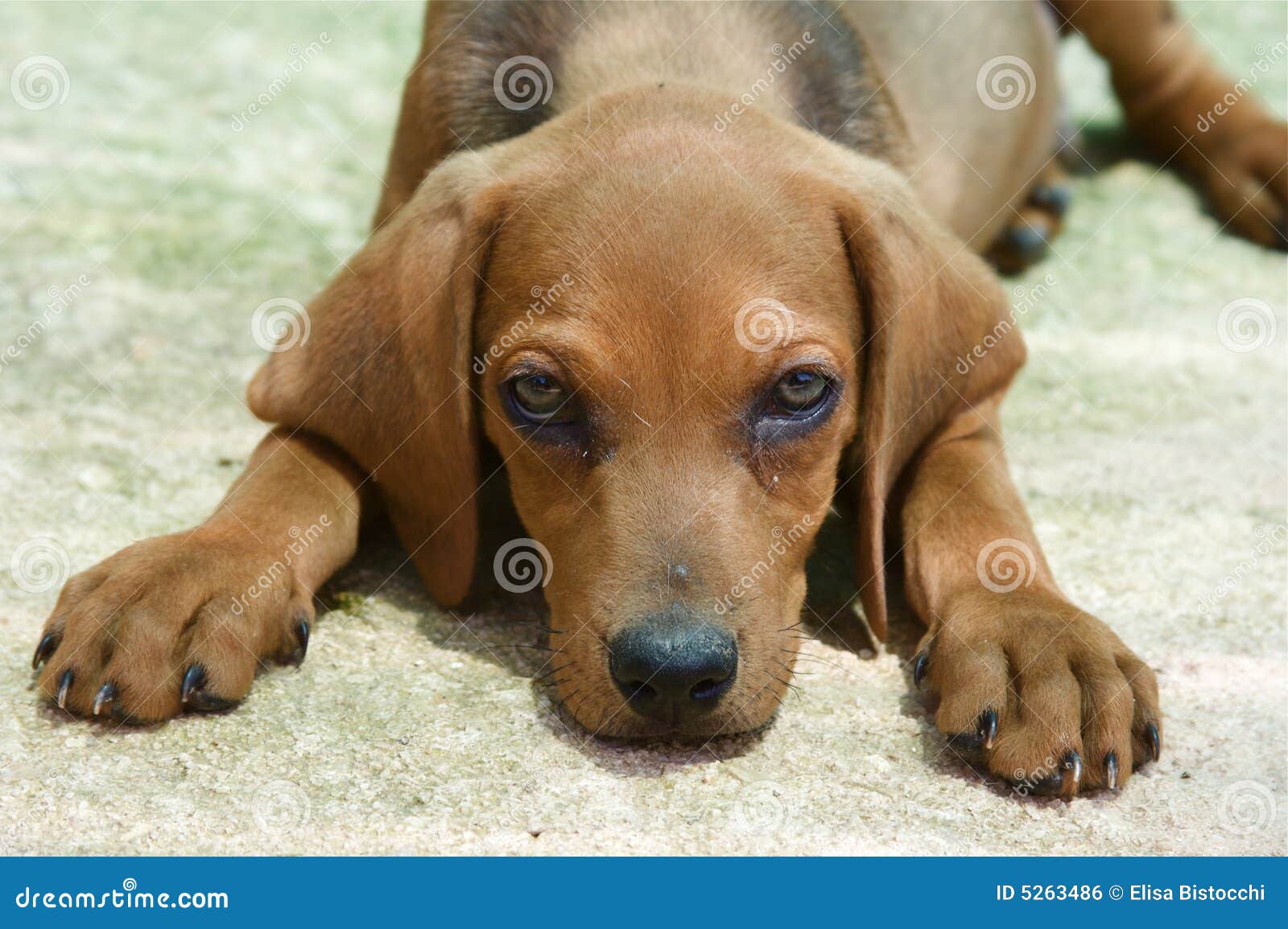 Entzückender kleiner Hund stockfoto. Bild von farben, braun 5263486