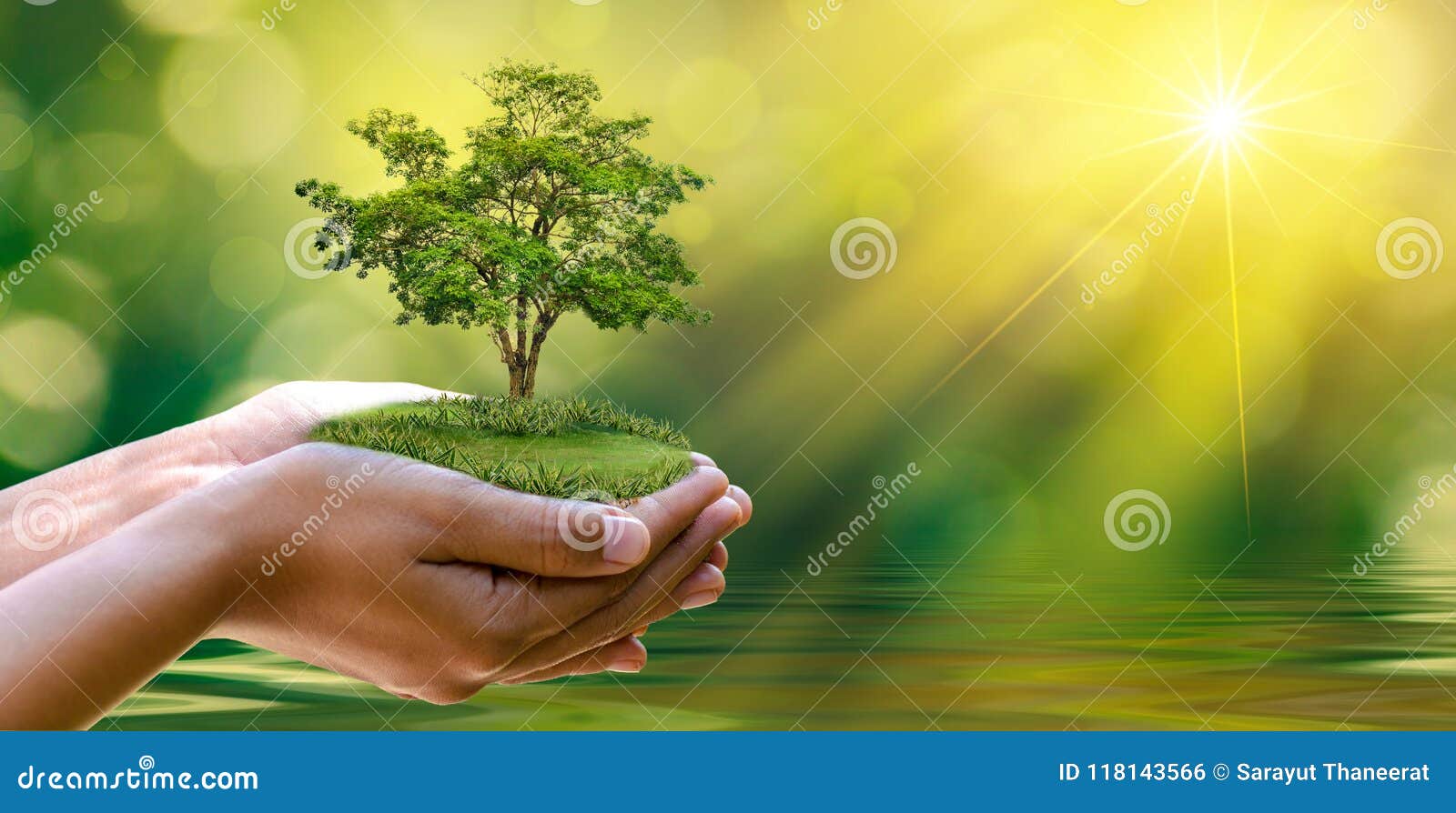 environment earth day in the hands of trees growing seedlings. bokeh green background female hand holding tree on nature field gra