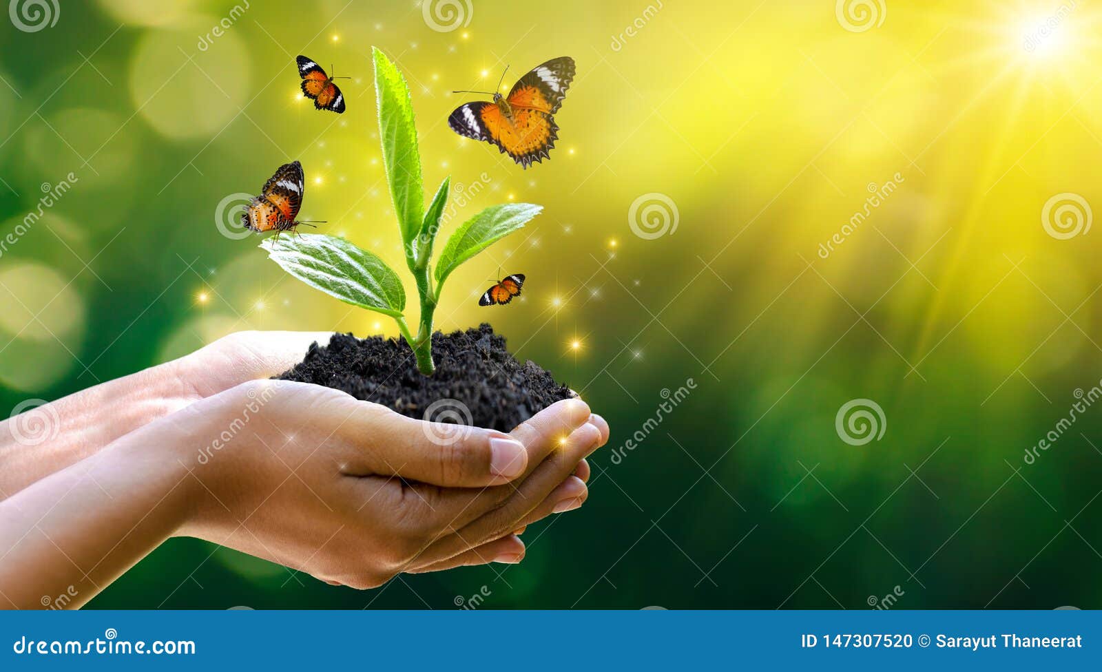 environment earth day in the hands of trees growing seedlings. bokeh green background female hand holding tree on nature field