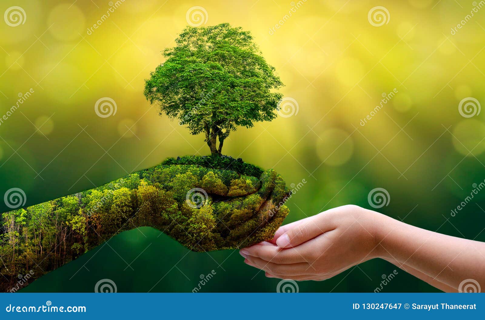 environment earth day in the hands of trees growing seedlings. bokeh green background female hand holding tree on nature field gra