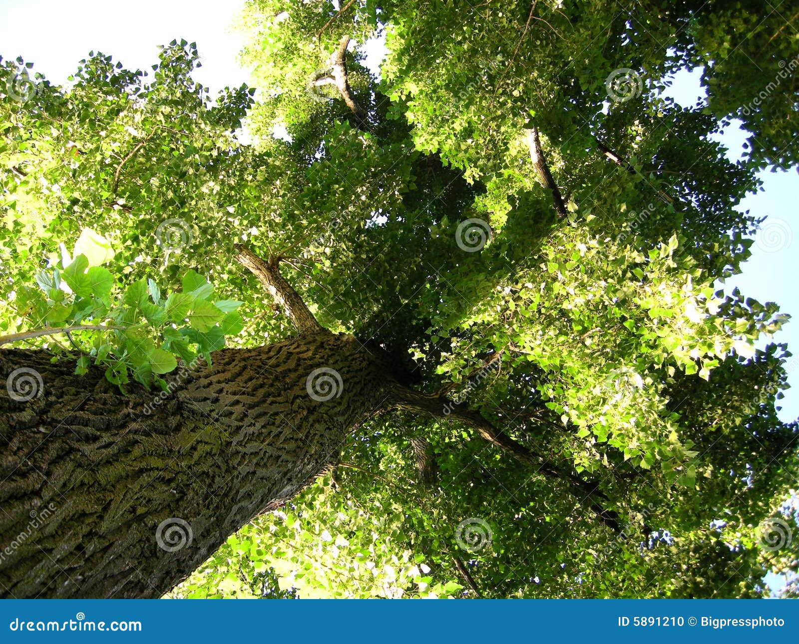 environment green tree with treetrunk