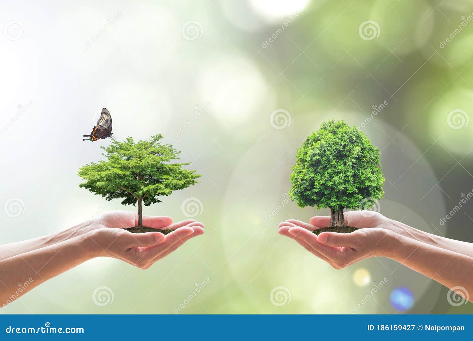 environmental biodiversity in ecosystem concept with bio diversity in species of tree planting and saving biological life