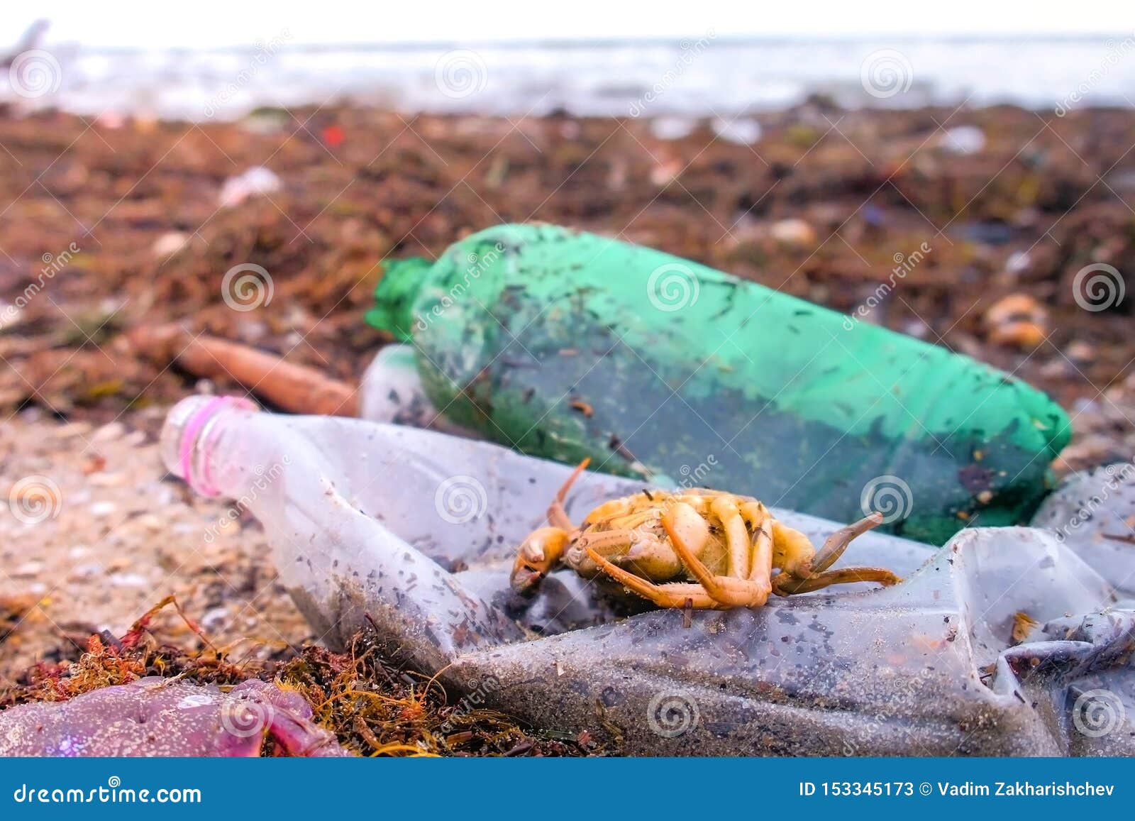 Plastic Bottles, Died Crabs and Other Debris among the Seaweed on the Sandy  Seashore. Stock Image - Image of algae, crab: 153345173