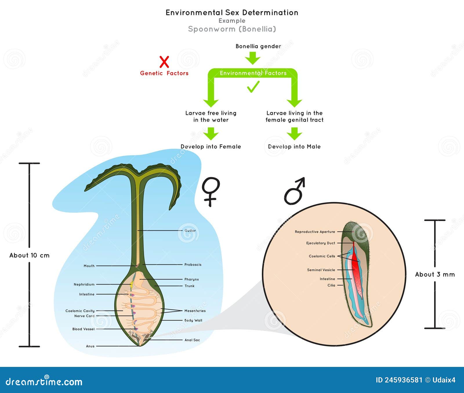 Environmental Sex Determination Infographic Diagram Stock Vector