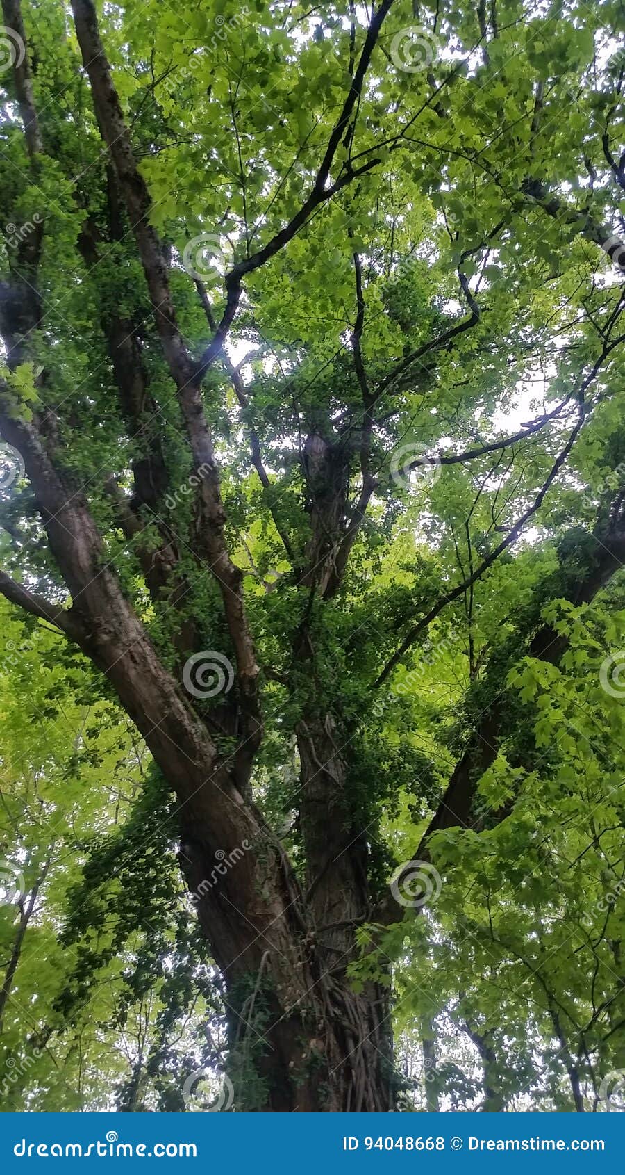 Envuélvame para arriba. Vides de marfil que enredan firmemente el árbol de decaimiento