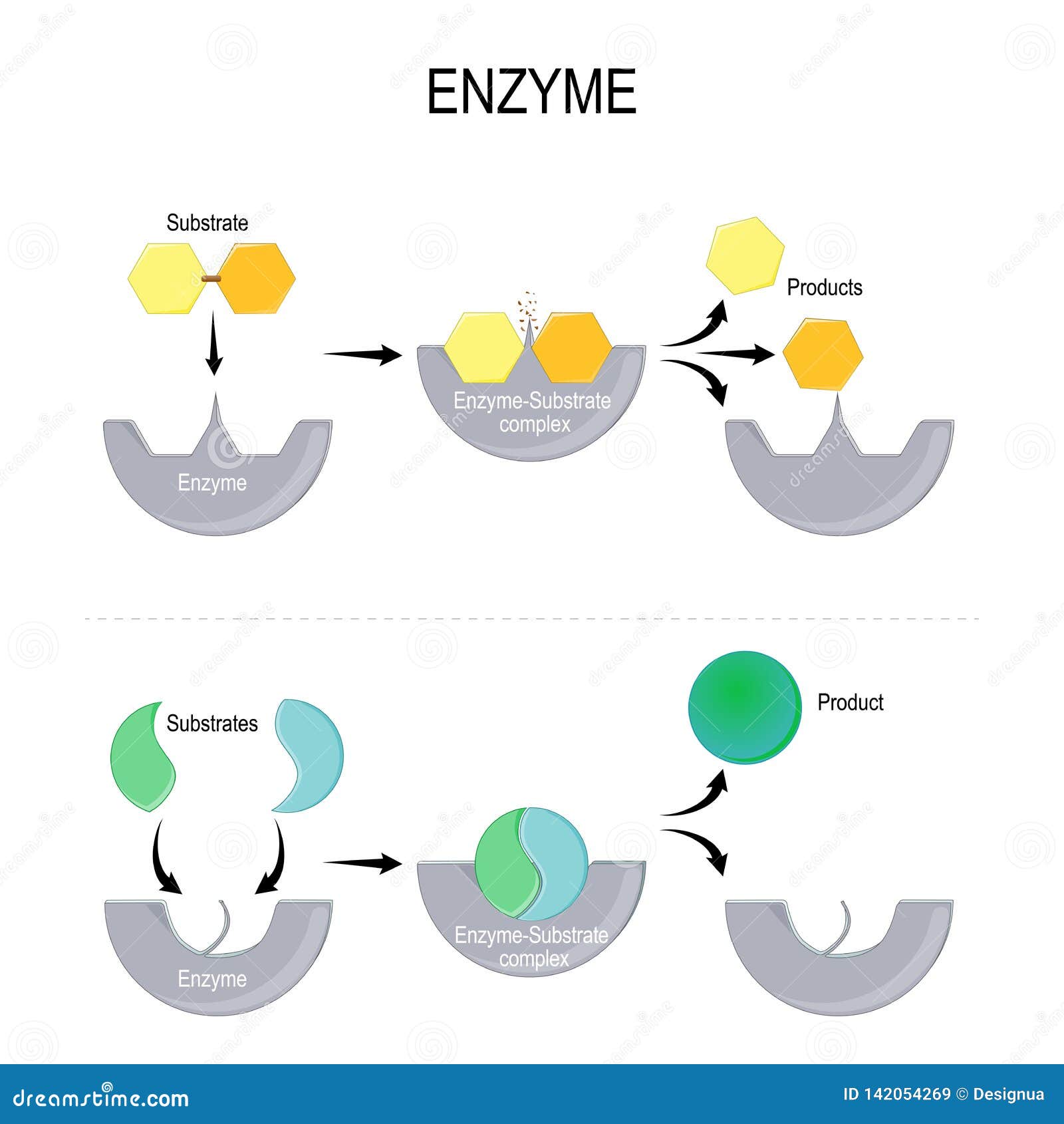 enzyme-function-stock-vector-illustration-of-biological-142054269