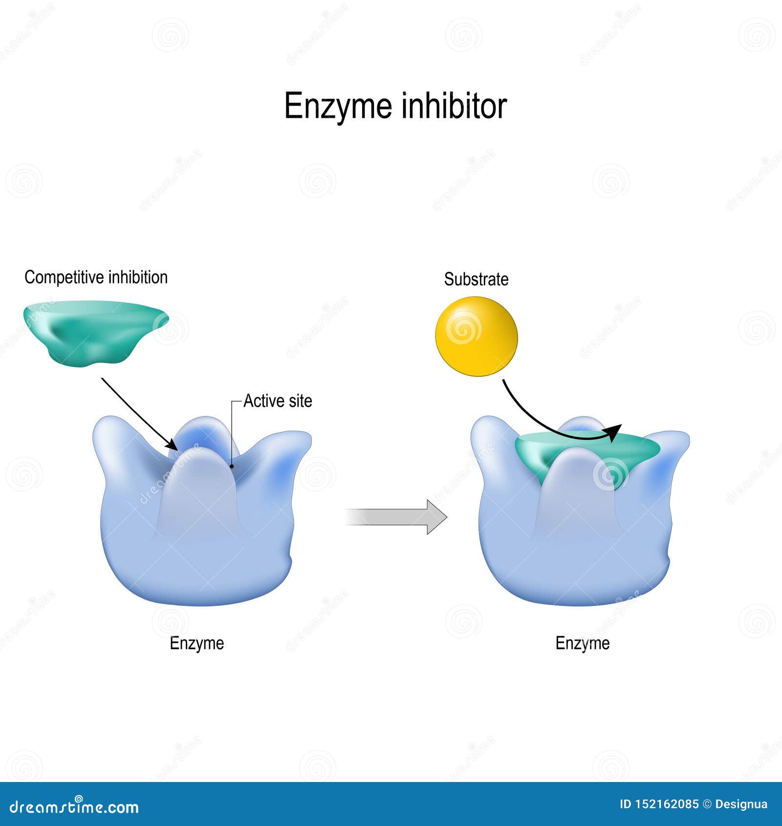 competitive inhibition. enzyme inhibitor is a molecule that binds blocking to an enzyme and decreases its activity