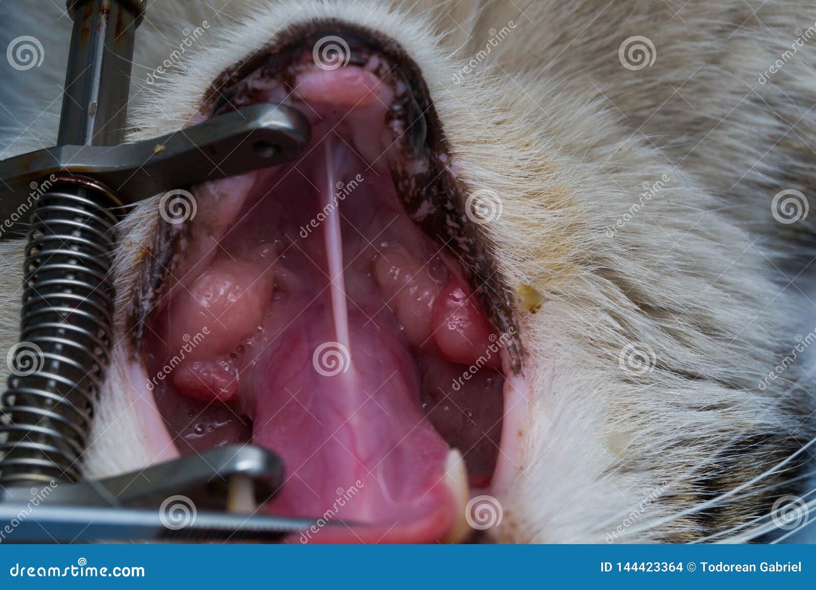 Eosinophilic Granuloma In The Mouth Of A Cat Cat With Oral Tumor Stock