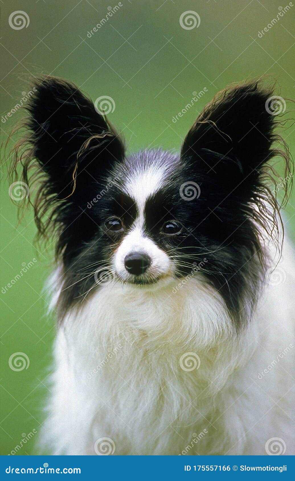 continental toy spaniel