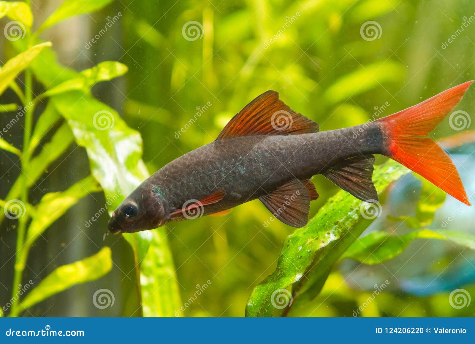 1,836 Cleaner Fish Stock Photos - Free & Royalty-Free Stock Photos from  Dreamstime
