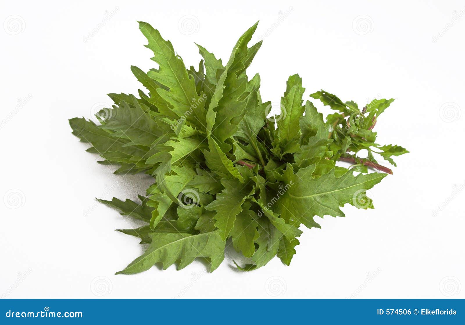 Green Epazote Leaves On The Gravel. Stock Image