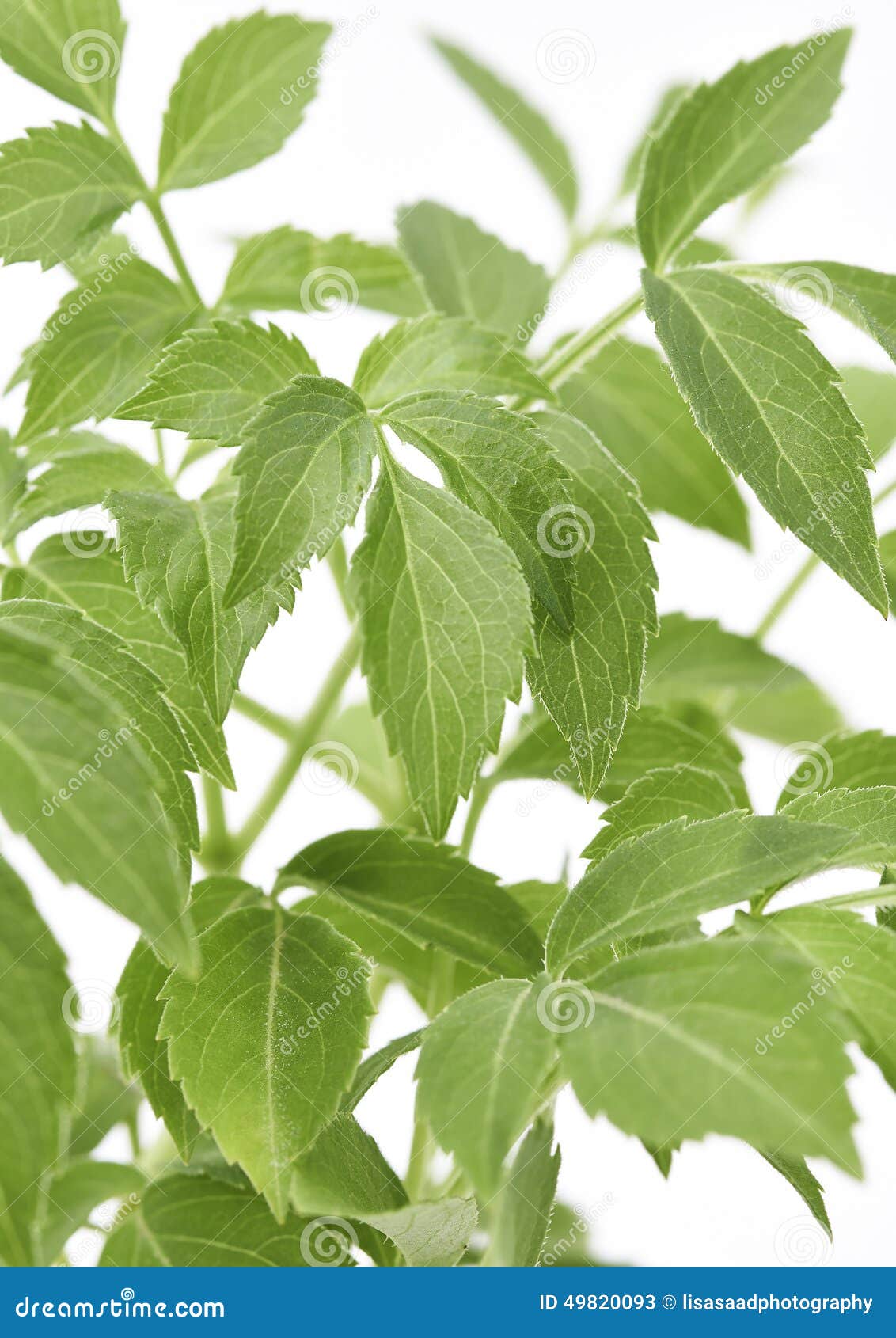 Epazote Plant stock image. Image of grow, botanical, species 49820093