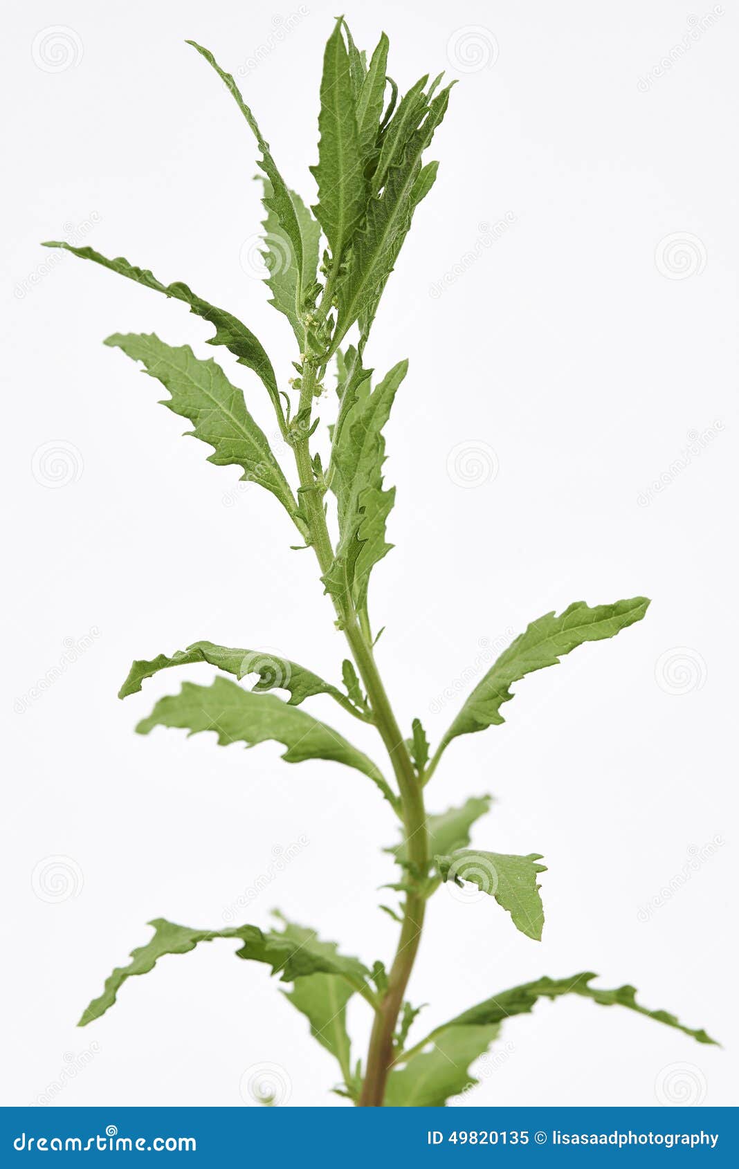 Epazote Plant stock image. Image of flavour, plant, fresh 49820135