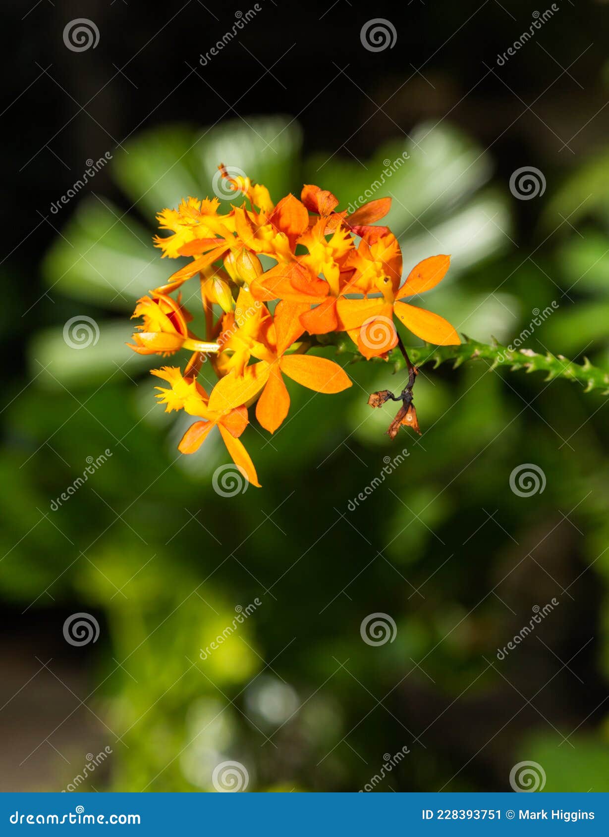 Epidendrum Ibaguense Crucifix Orchid Naranja Imagen de archivo - Imagen de  blanco, flora: 228393751