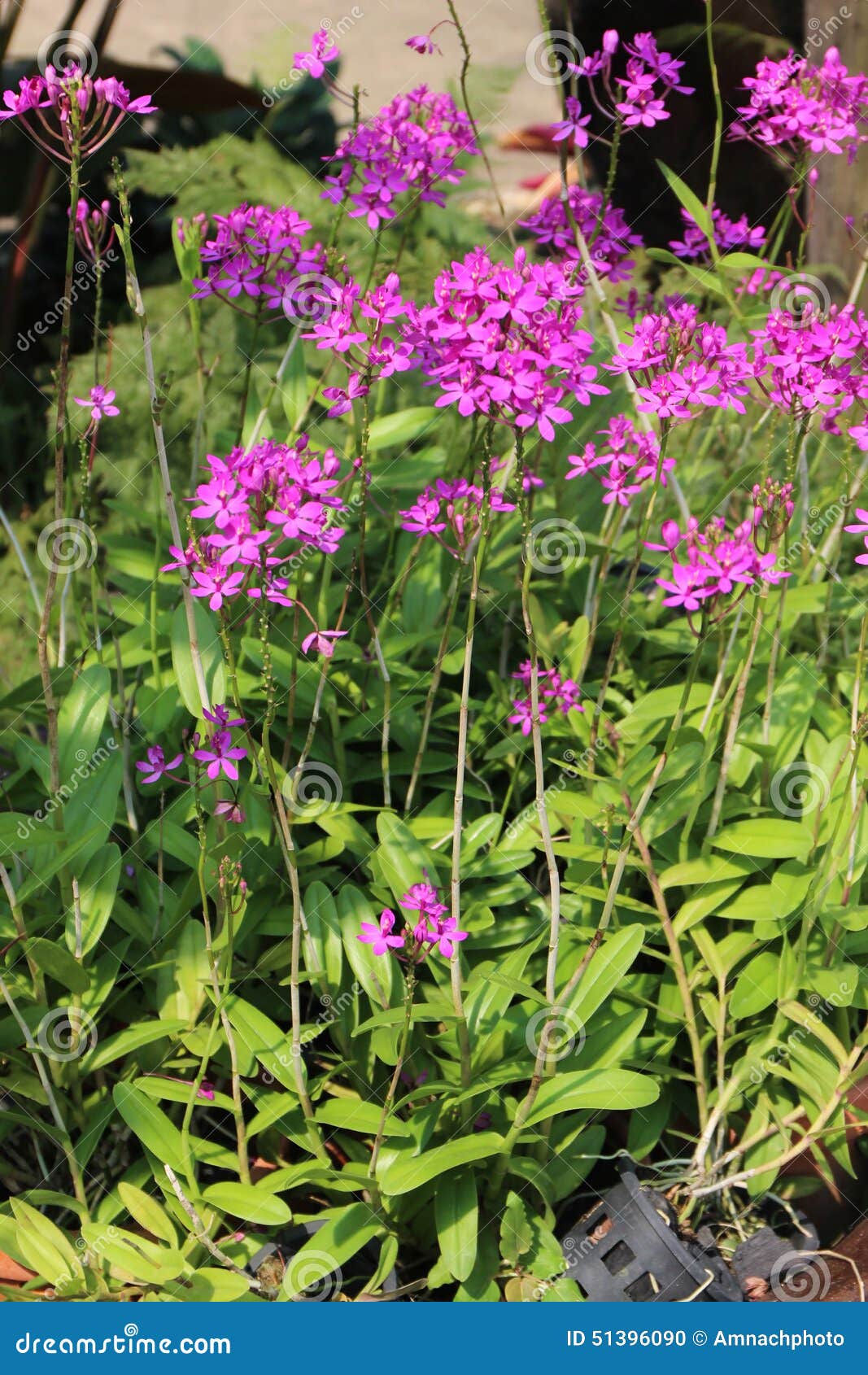Epidendrum Orchid is a Species of Orchid. Stock Photo - Image of nature,  beauty: 51396090