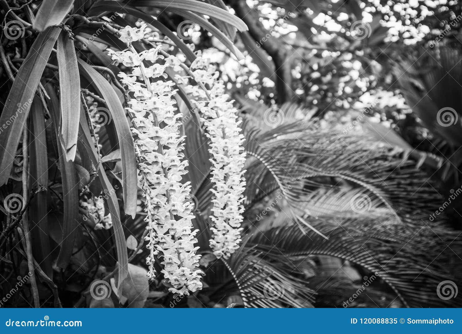 epidendrum retusum l. or rhynchostylis retusa l. blume