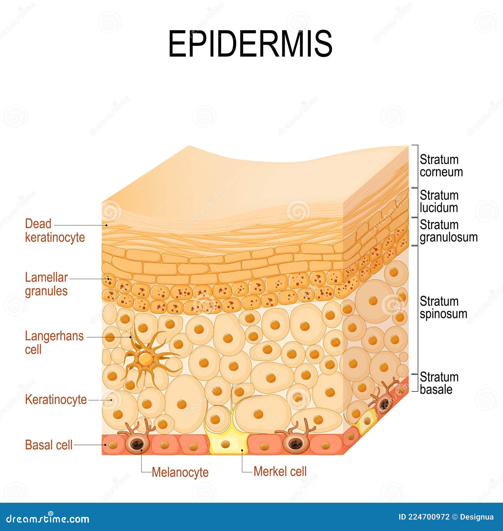 epidermis anatomy. layers and cell structure