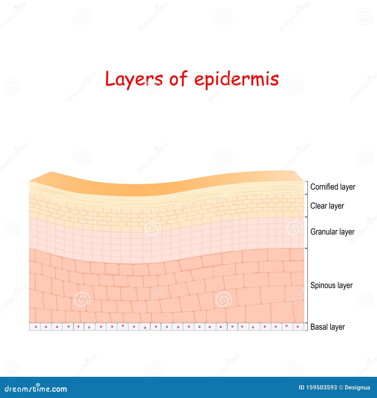 epidermis. cell structure of layers