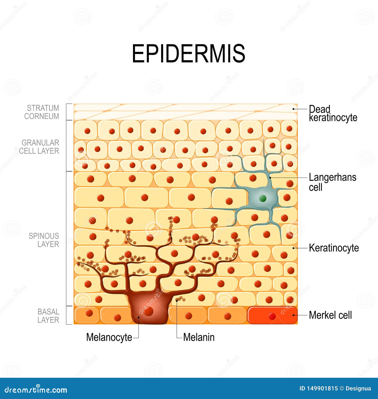epidermis layers. epithelial cells. structure of the humans skin