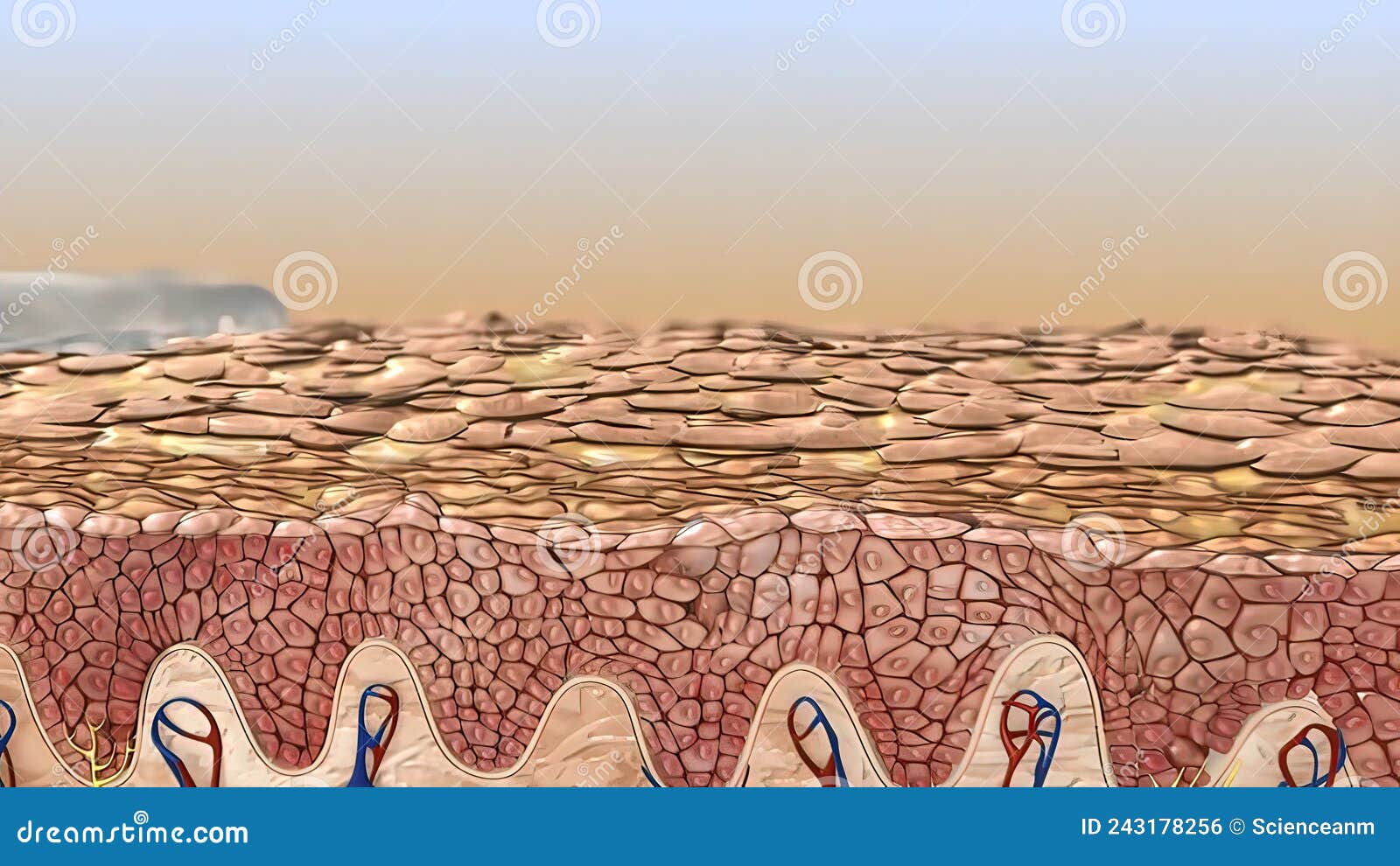 The Epidermis is the Outer Layer of the Skin Defined As a Stratified