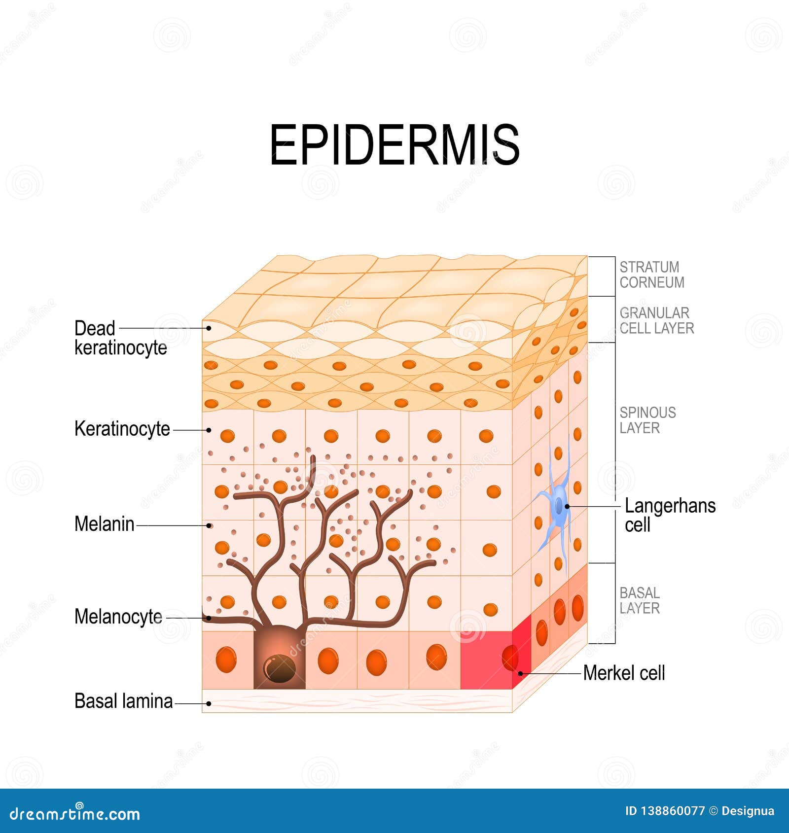 epidermis structure. cell, and layers of a human skin.