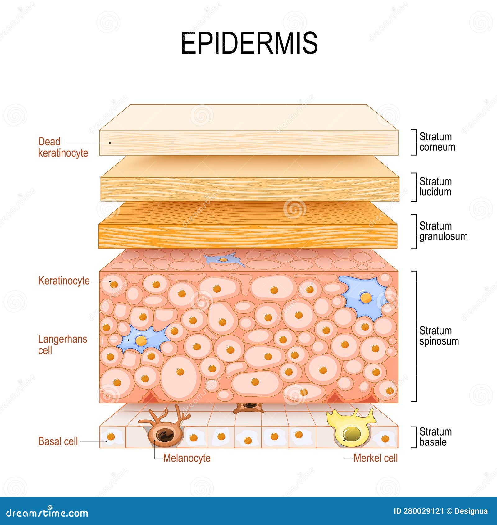epidermis structure. skin anatomy. cell, and layers of a human skin