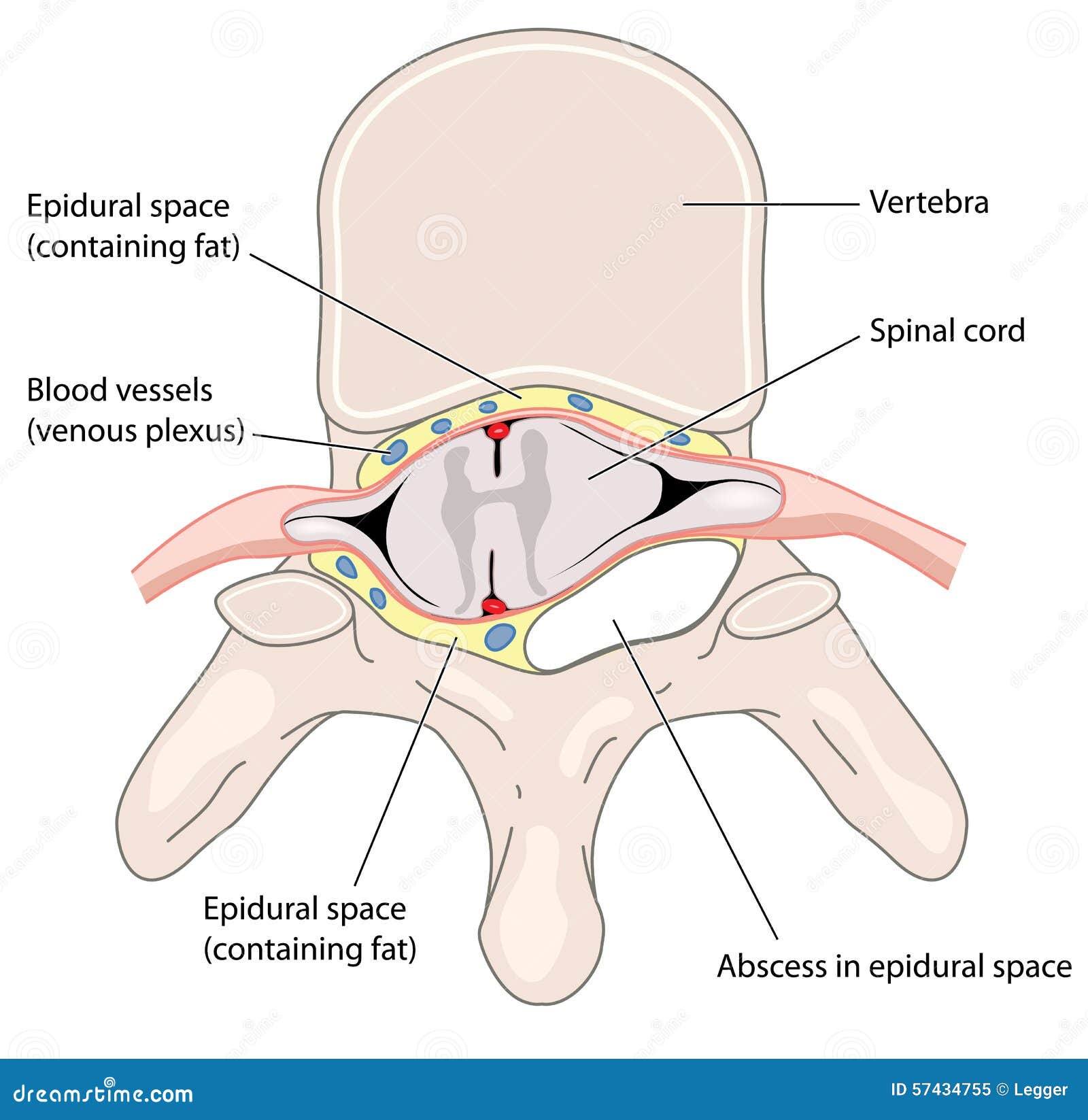 ventral epidural space