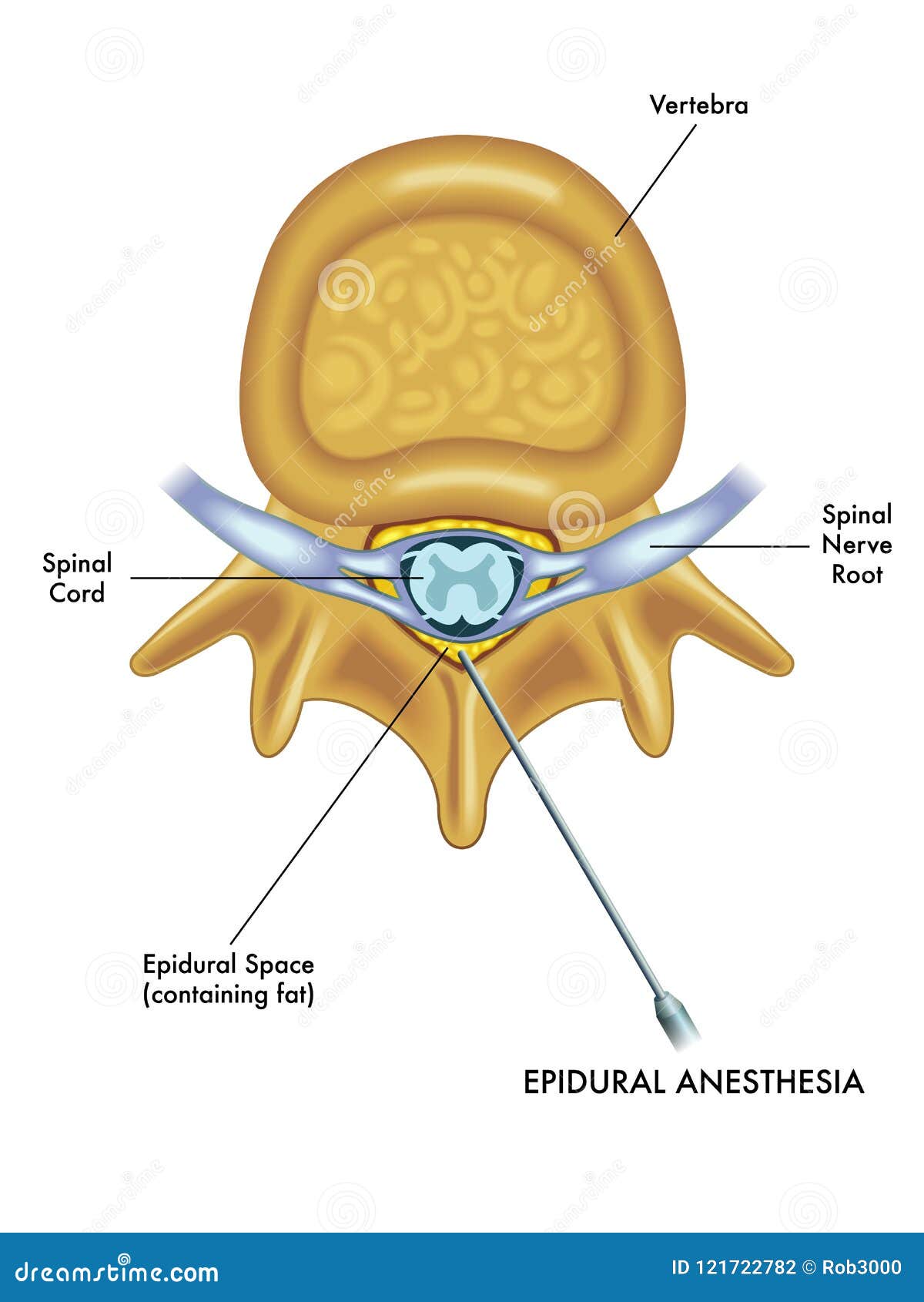 ventral epidural space