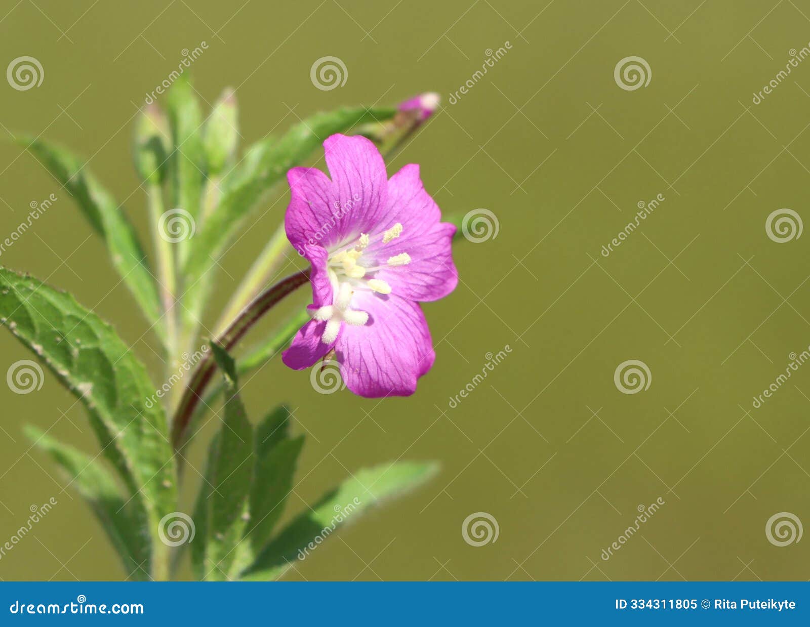 epilobium hirsutum (great willowherb)