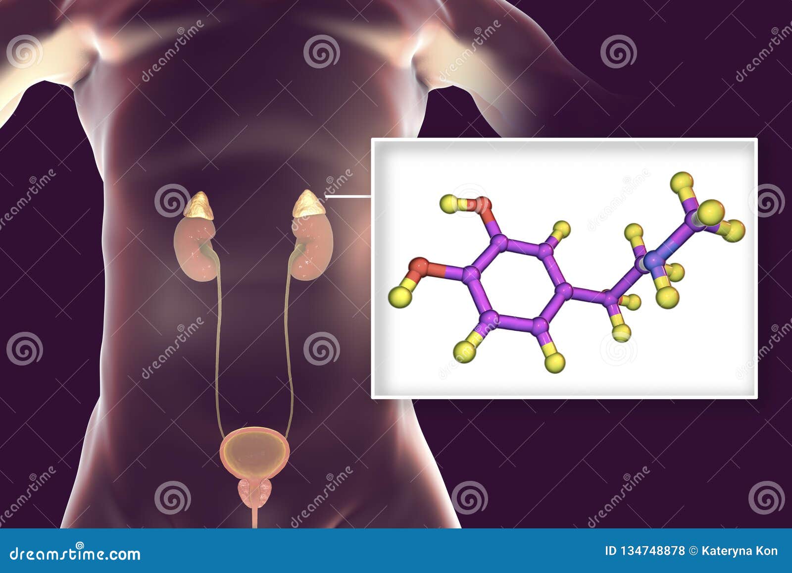 adrenal gland estrogen adrenal gland estrogen
