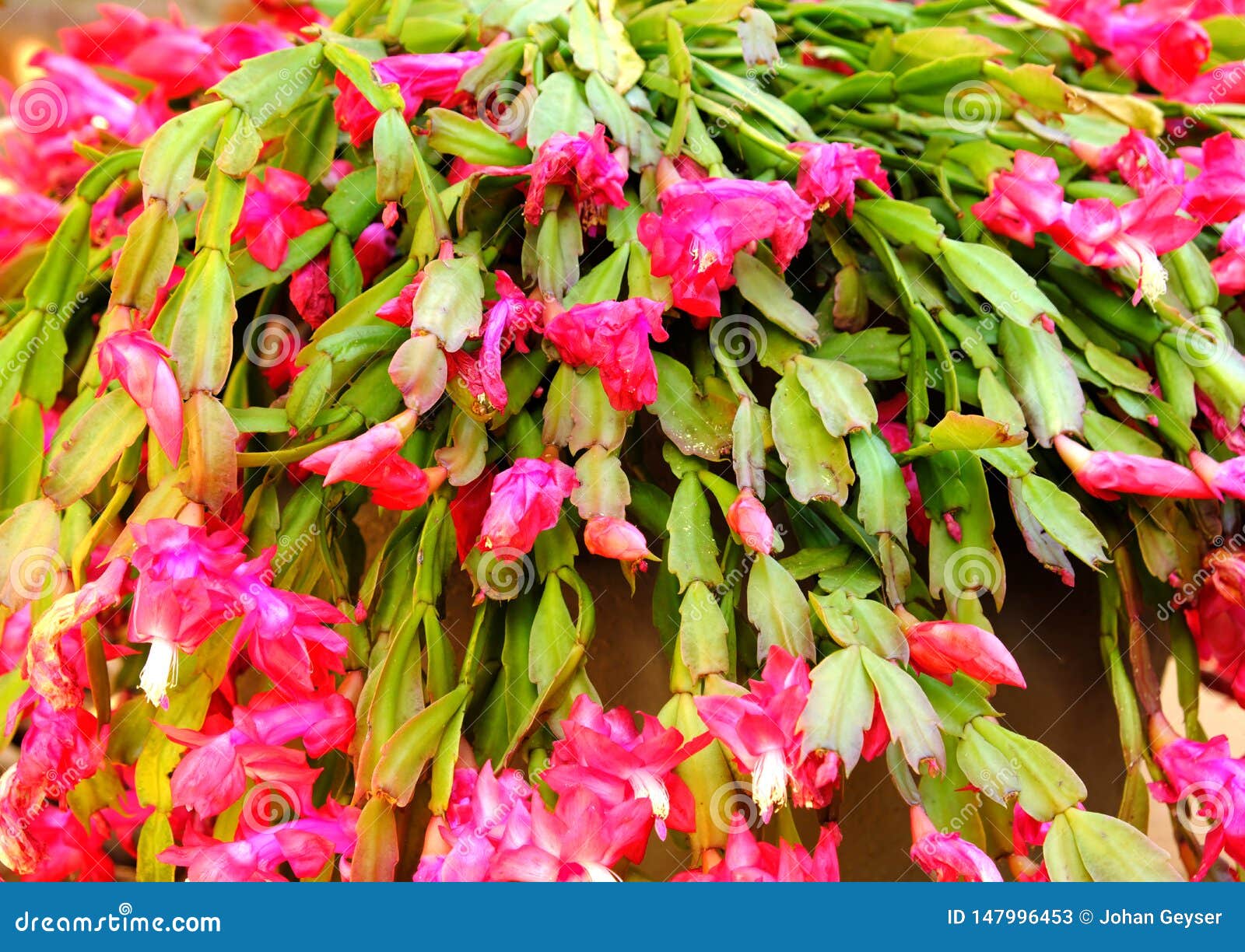 Epiphyllum Crenatum, the Orchid Cactus. Stock Image - Image of plant,  bright: 147996453