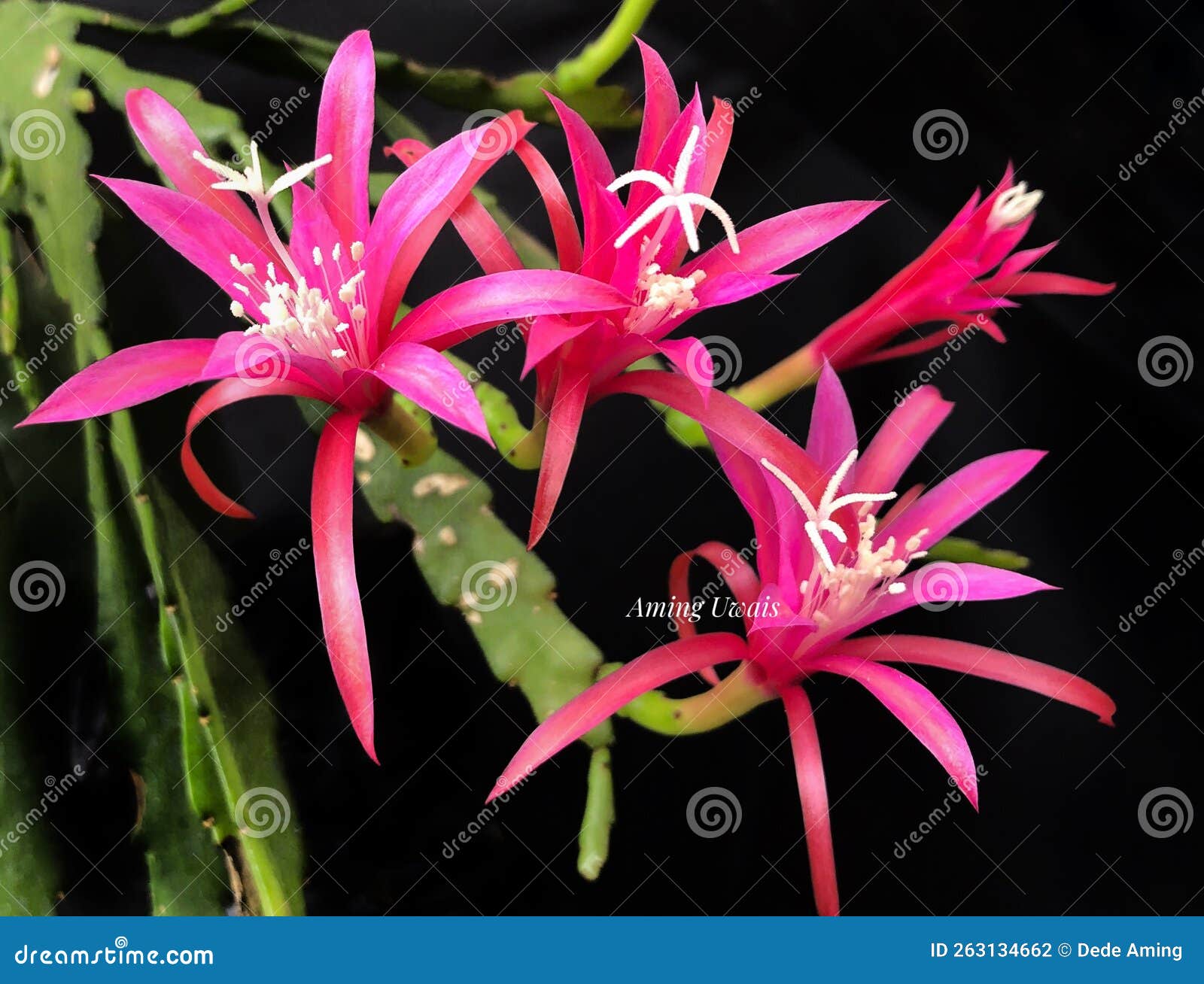 epiphyllum fern la borde