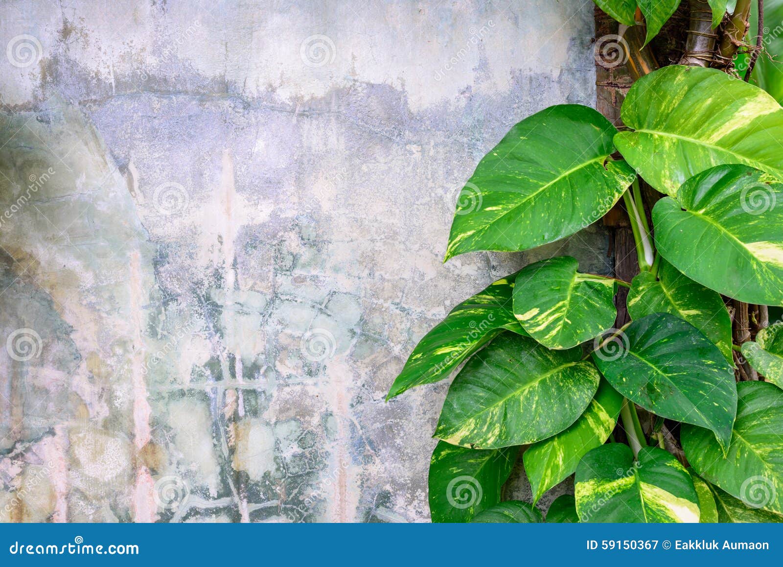 Epipremnum Aureum Plant Growing on Cement Wall Stock Image Image of