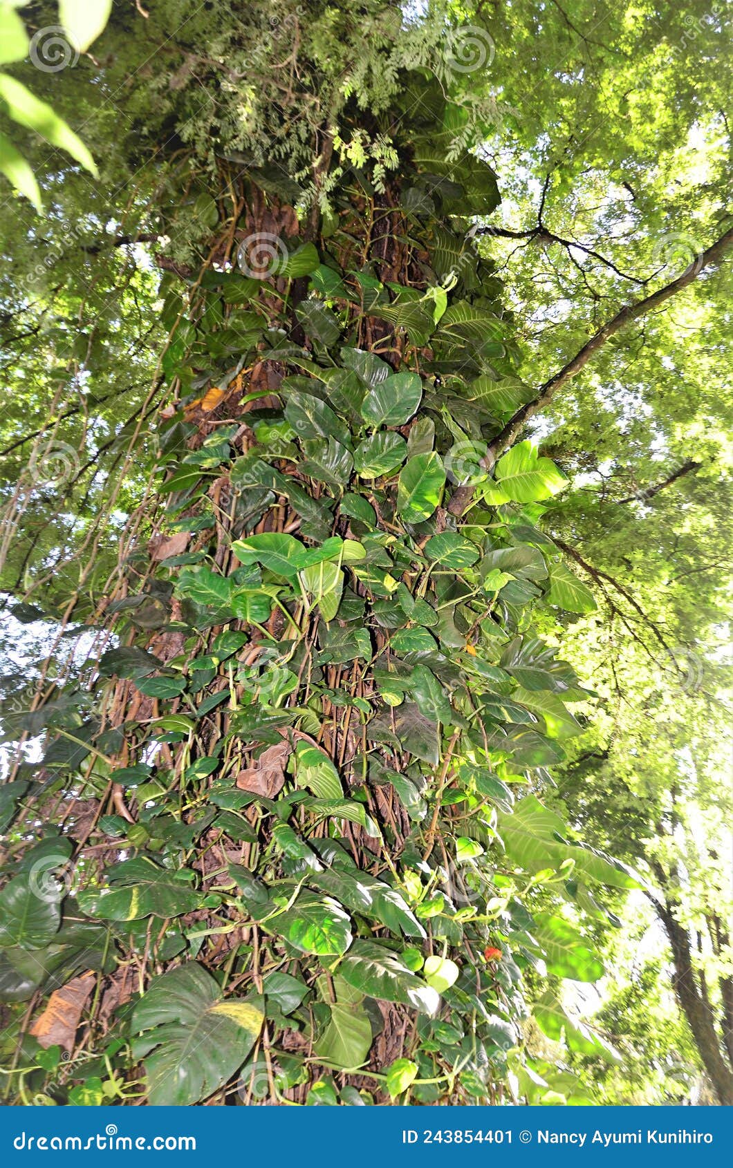 Vertical closeup of the Epipremnum Pinnatum leaves, commonly known as Marble  queen Stock Photo by wirestock